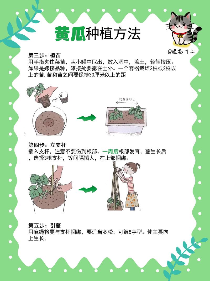高产黄瓜栽培管理技术有哪些关键要点？-图2