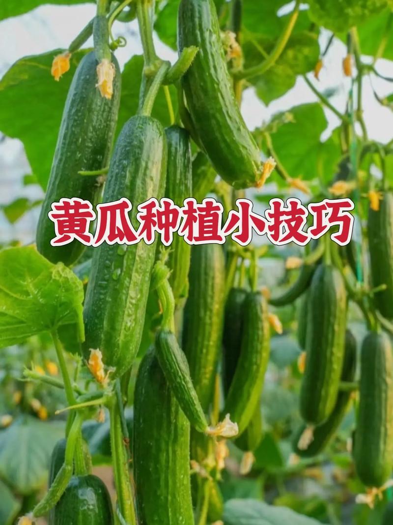 高产黄瓜栽培管理技术有哪些关键要点？-图3