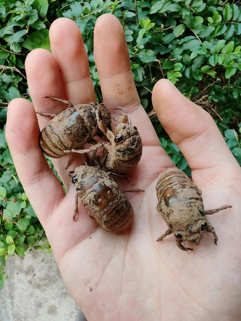 知了猴养殖是骗局吗？技术靠谱吗？-图1