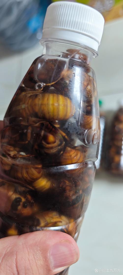 知了猴养殖是骗局吗？技术靠谱吗？-图2