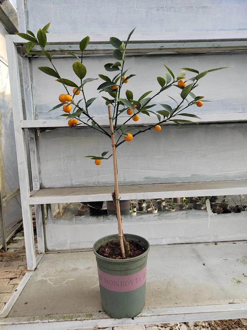 金桔种植管理技术有哪些关键要点？-图1