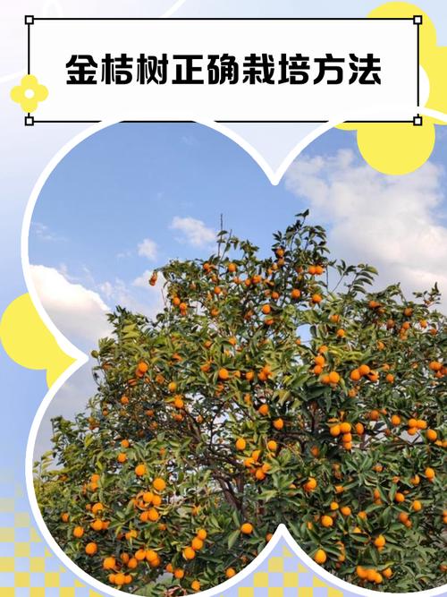 金桔种植管理技术有哪些关键要点？-图2
