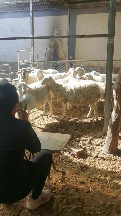 绵羊养殖技术经验视频-图1
