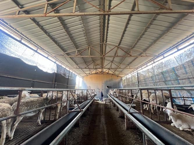 绵羊养殖技术经验视频-图2