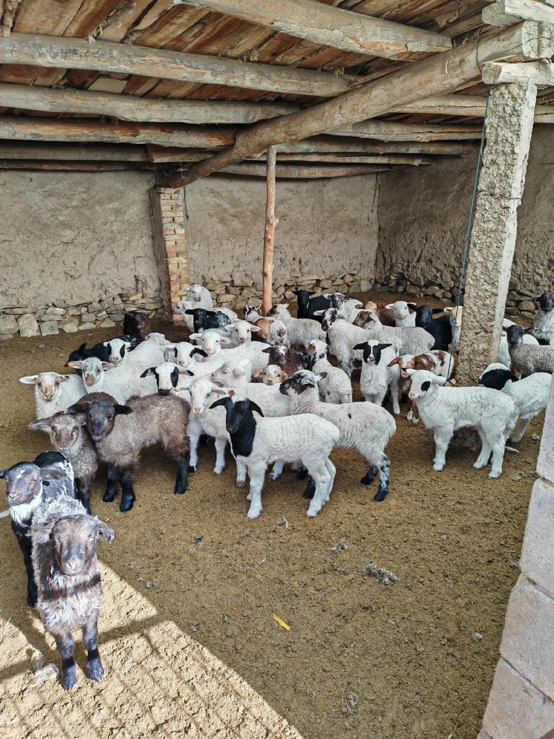 绵羊养殖技术经验视频-图3