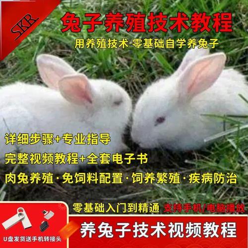 兔子养殖技术视频有哪些关键点？-图1