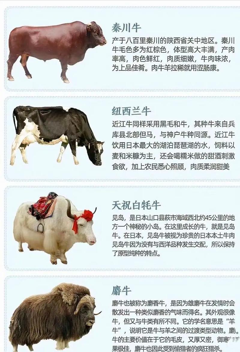 奶牛和肉牛杂交能育出啥品种？-图2