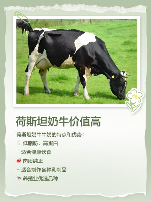 奶牛和肉牛杂交能育出啥品种？-图3