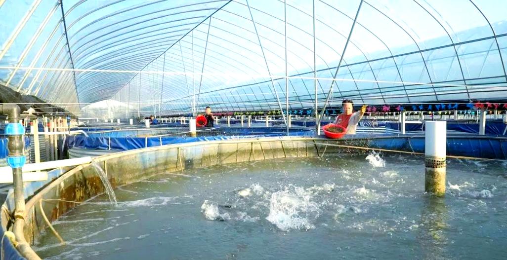 黑鱼大棚养殖技术视频有哪些要点？-图1