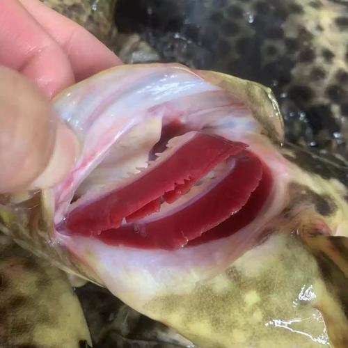 珍珠龙胆价格缘何持续走低？-图1