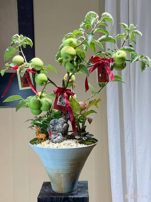 苹果盆景怎么种？视频教你技巧！-图1