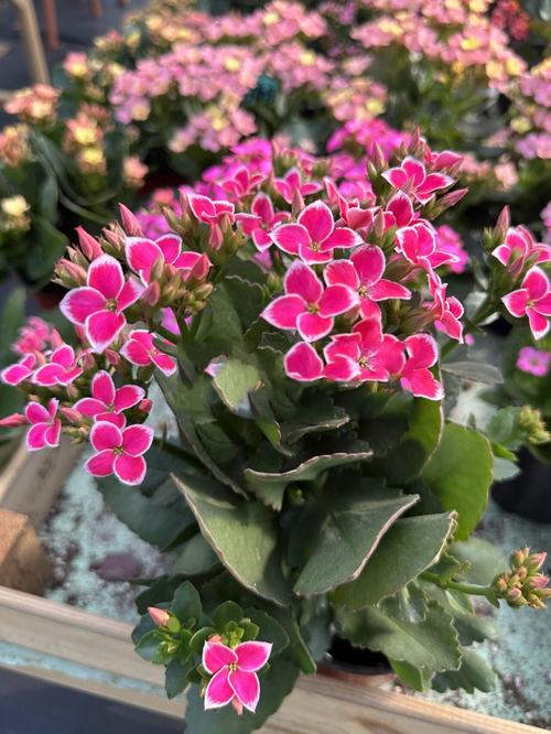 单层长寿花品种到底有多少种？-图1