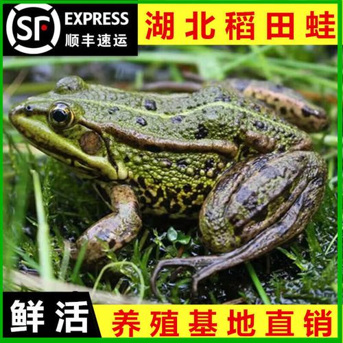 青蛙养殖周期一般多久？-图1