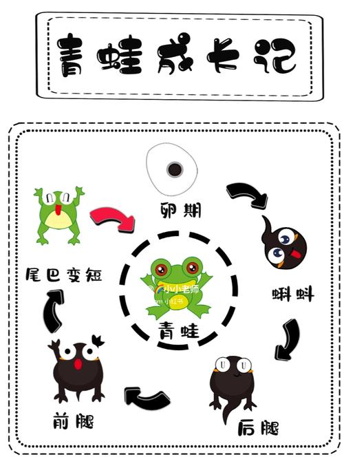 青蛙养殖周期一般多久？-图2