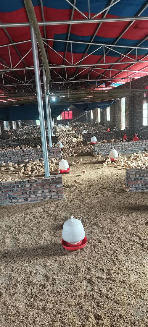 哪里能免费学肉鸡养殖技术视频？-图3