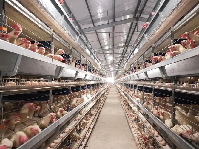 哪里能免费学肉鸡养殖技术视频？-图2