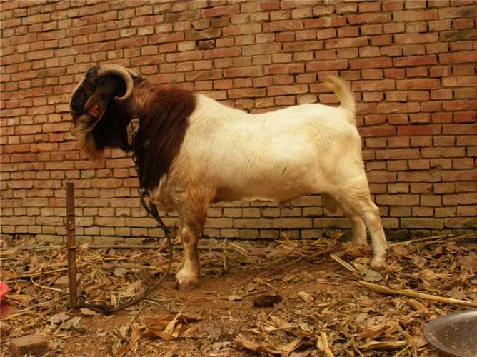 波尔山羊品种怎么选才好？-图2