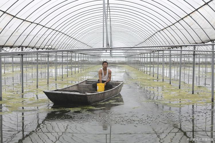 草虾养殖管理技术视频-图2