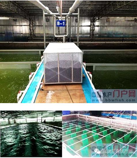 草虾养殖管理技术视频-图1