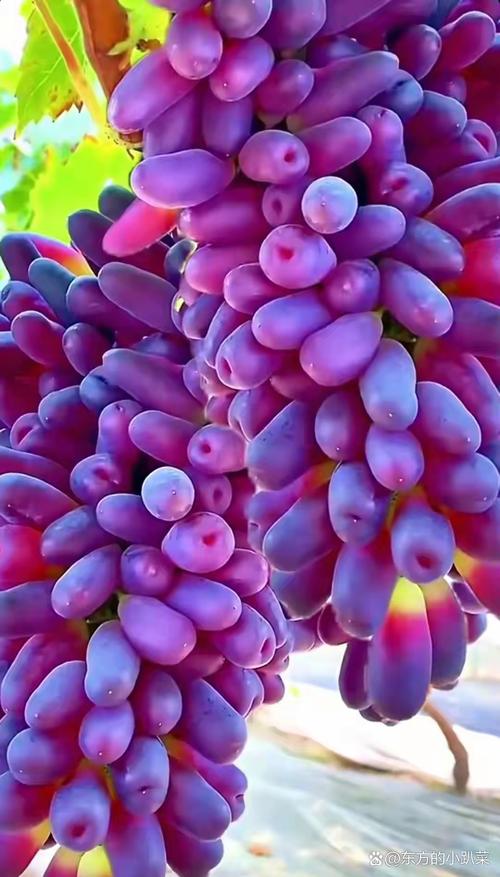 紫色葡萄哪个品种好种又好吃？-图3