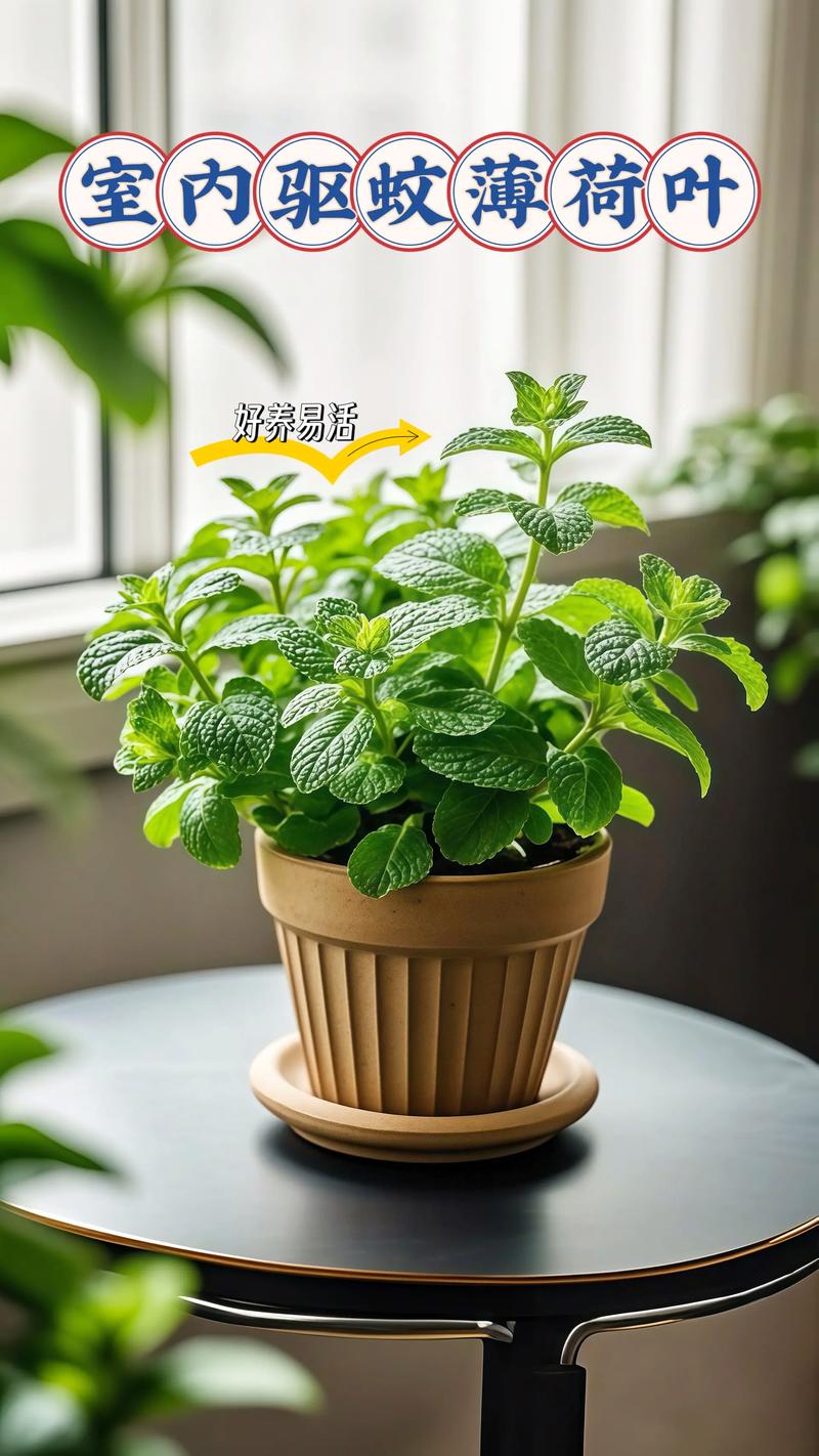 卧室养薄荷，哪种品种最合适？-图1