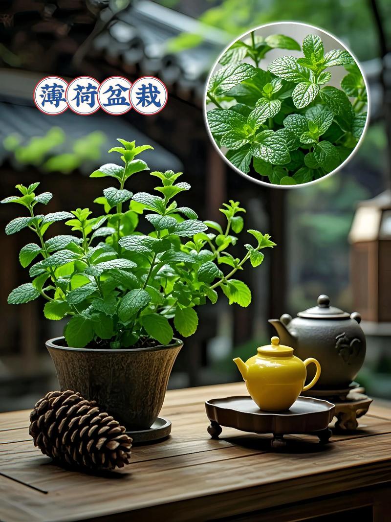 卧室养薄荷，哪种品种最合适？-图3