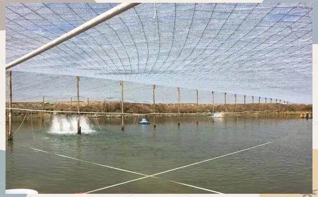 冬天室内水产养殖如何控温提效益？-图1