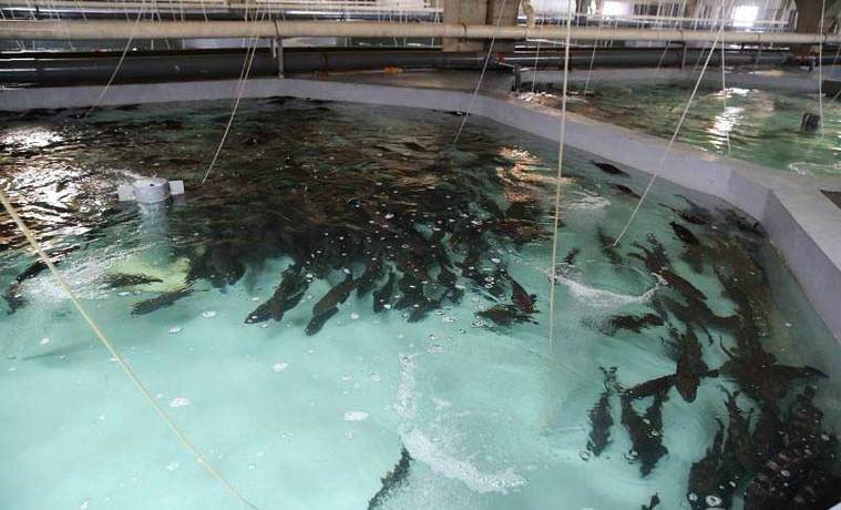 冬天室内水产养殖如何控温提效益？-图3