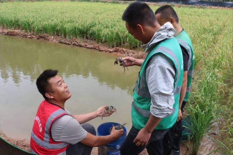 青虾养殖技术有哪些关键要点？-图1