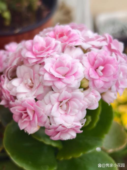 如何区分长寿花叶子品种？-图1