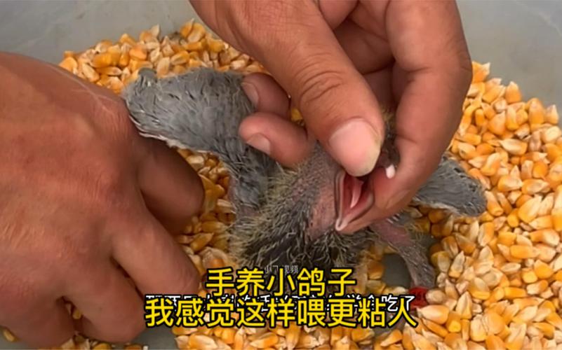 肉鸽人工喂养技术视频怎么操作？-图3