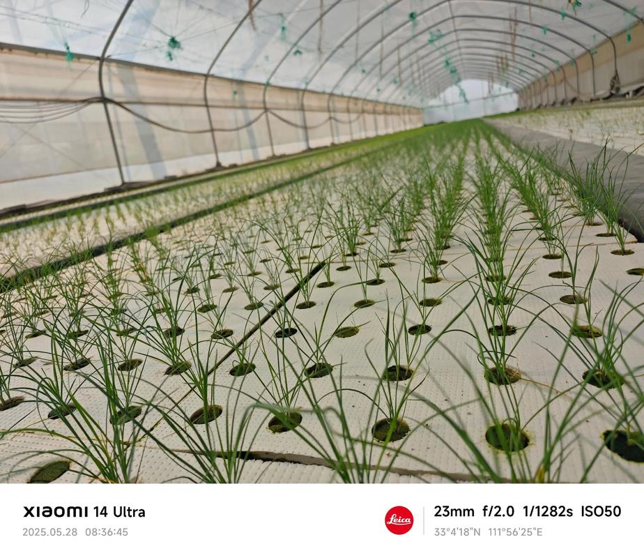 韭菜高效工厂种植技术要点有哪些？-图1