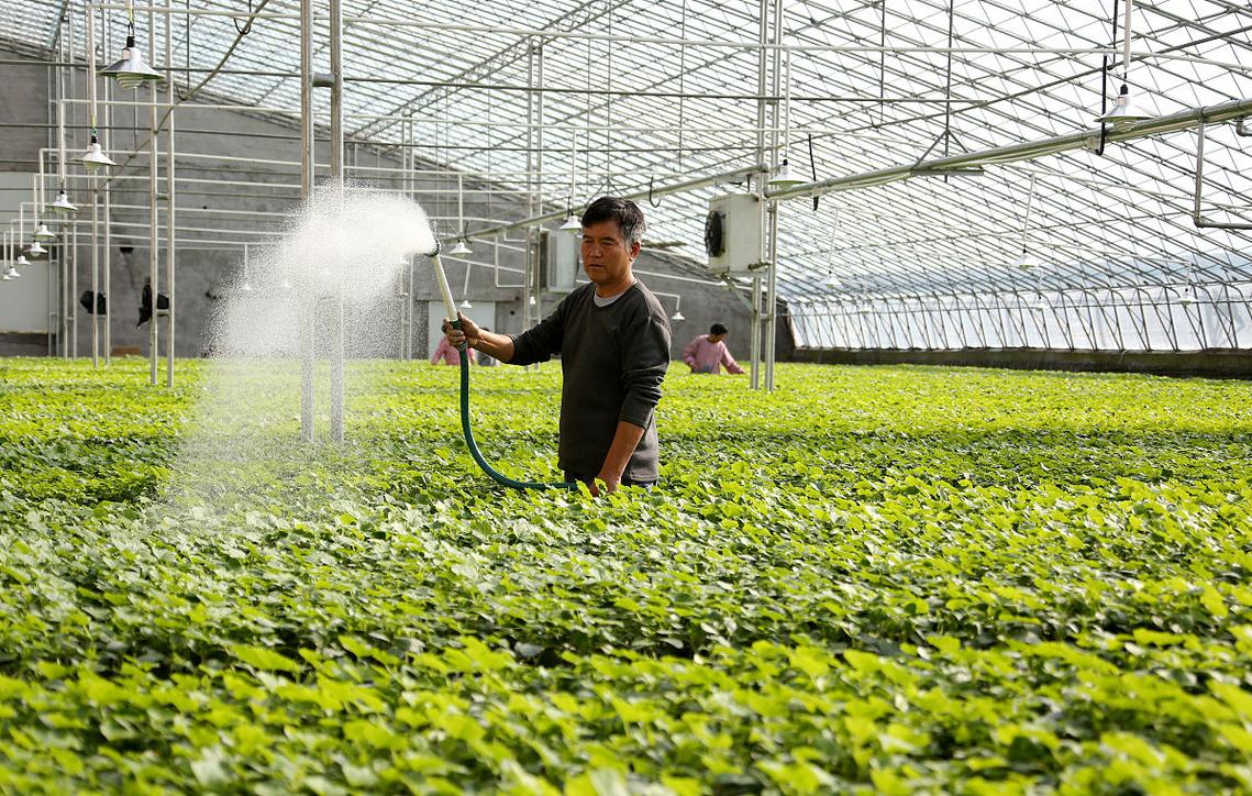 韭菜高效工厂种植技术要点有哪些？-图2