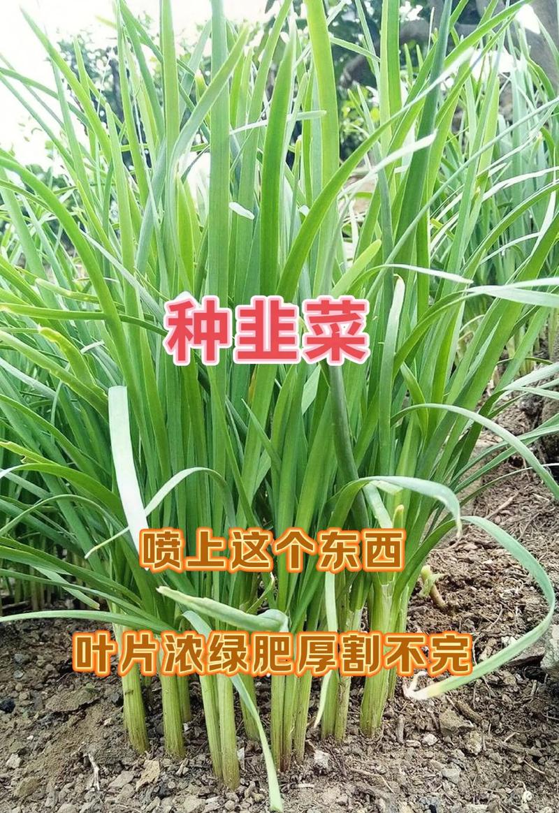 韭菜高效工厂种植技术要点有哪些？-图3