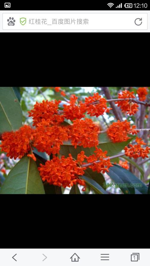 红色桂花是什么品种？-图3