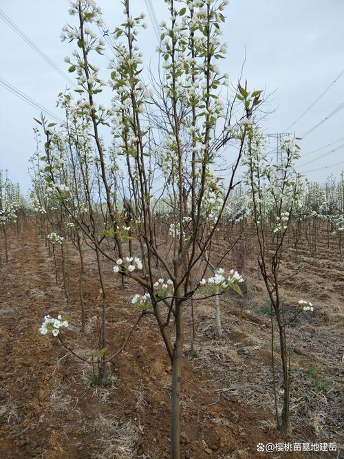 梨树密集种植技术视频如何高效应用？-图1