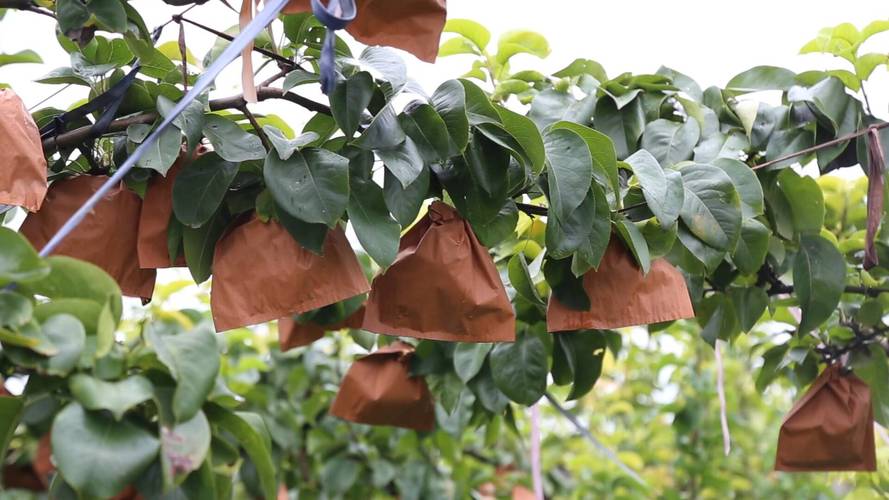 梨树密集种植技术视频如何高效应用？-图2