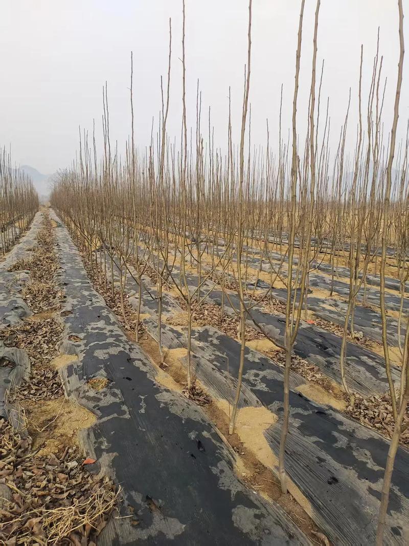 梨树密集种植技术视频如何高效应用？-图3