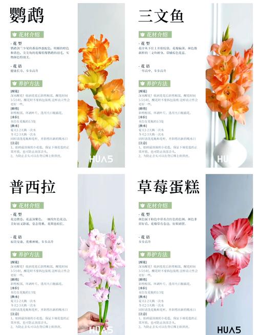 剑兰是兰花吗？还是只是名字像？-图1