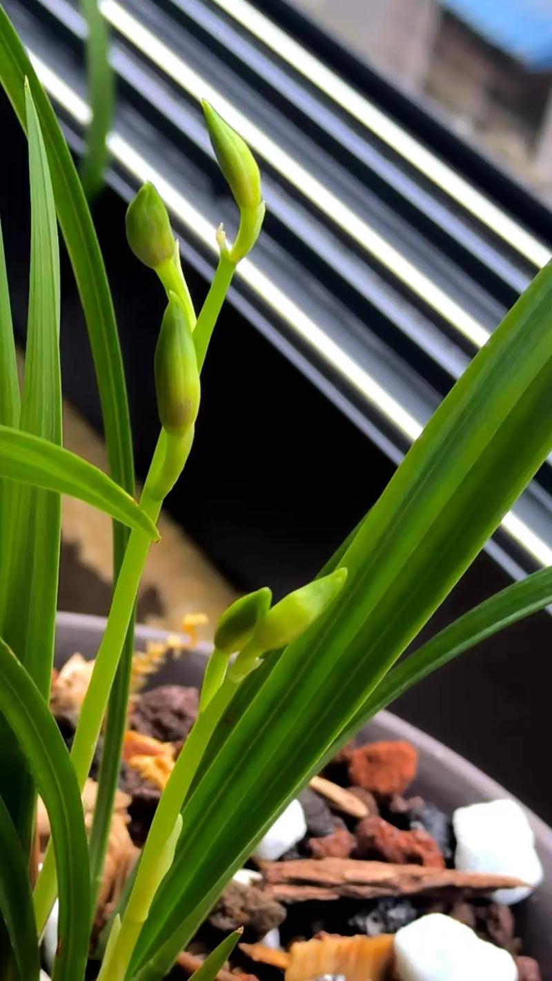 剑兰是兰花吗？还是只是名字像？-图3