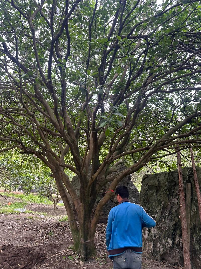 带刺的柚子树是什么品种？-图2