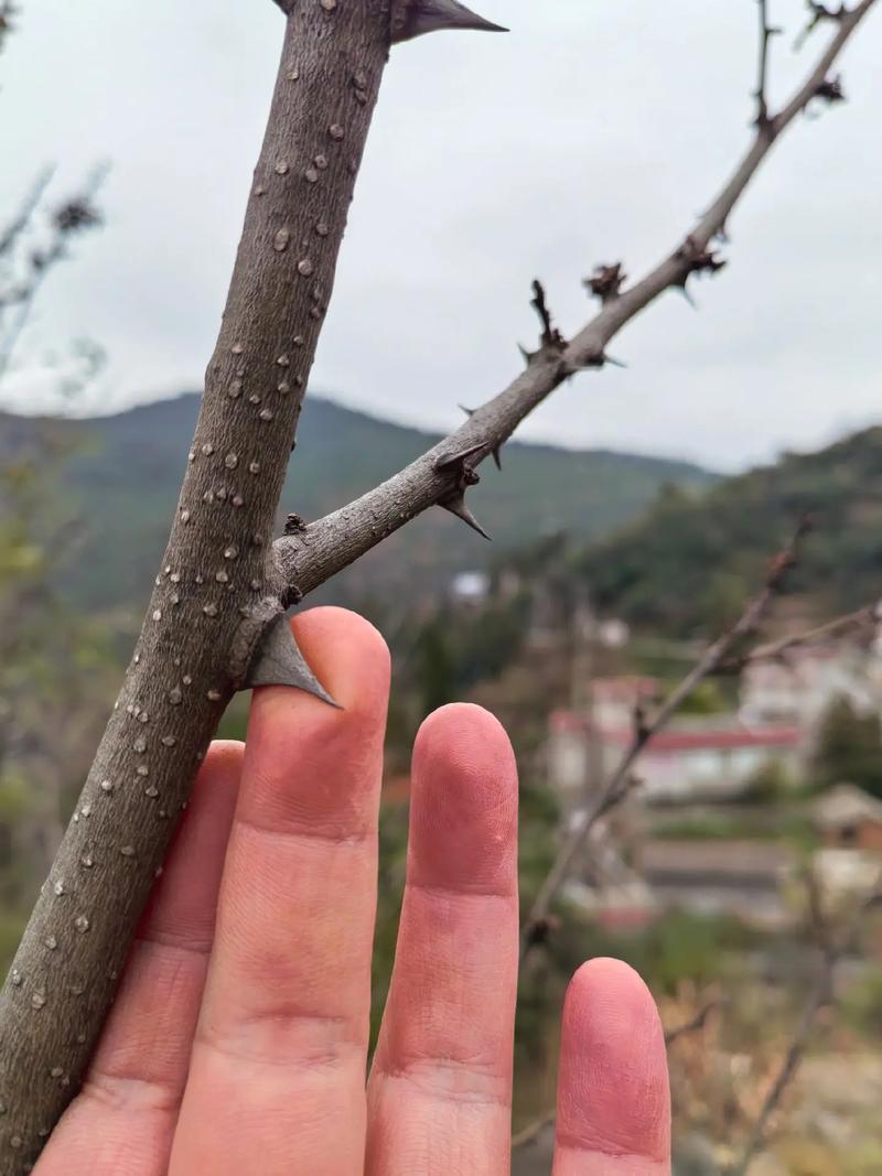 带刺的柚子树是什么品种？-图3