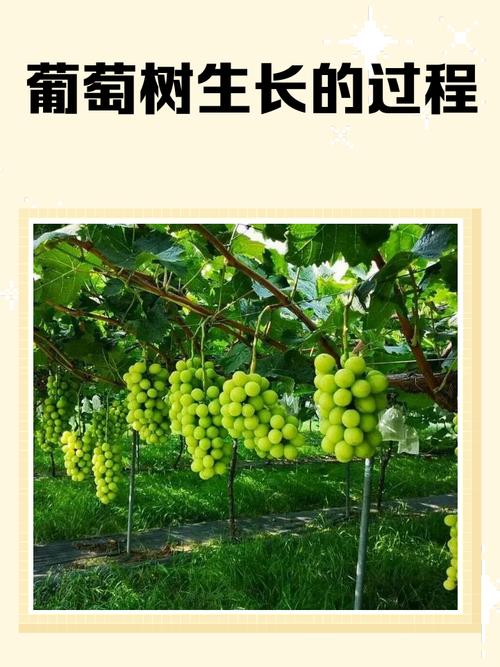 每日农经葡萄种植技术-图1