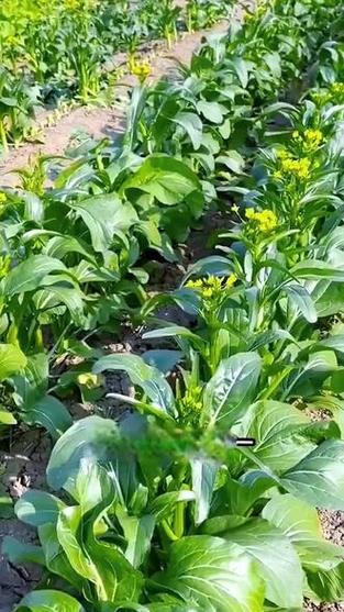 南方菜心种植技术视频-图2