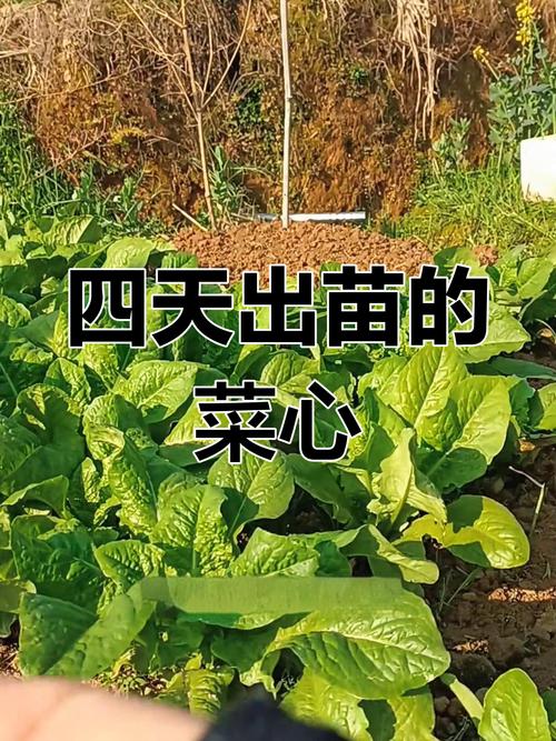 南方菜心种植技术视频-图3
