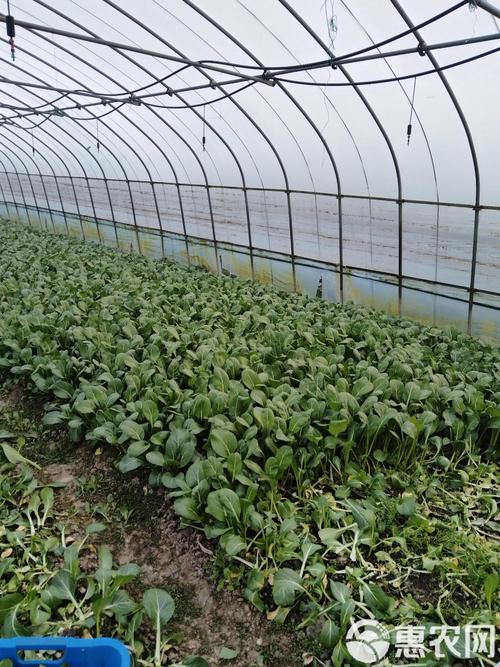 南方菜心种植技术视频-图1