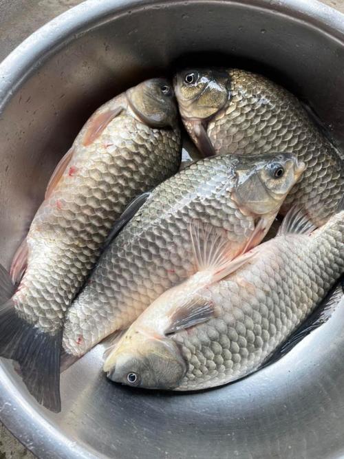 什么品种的鲫鱼长得快-图1