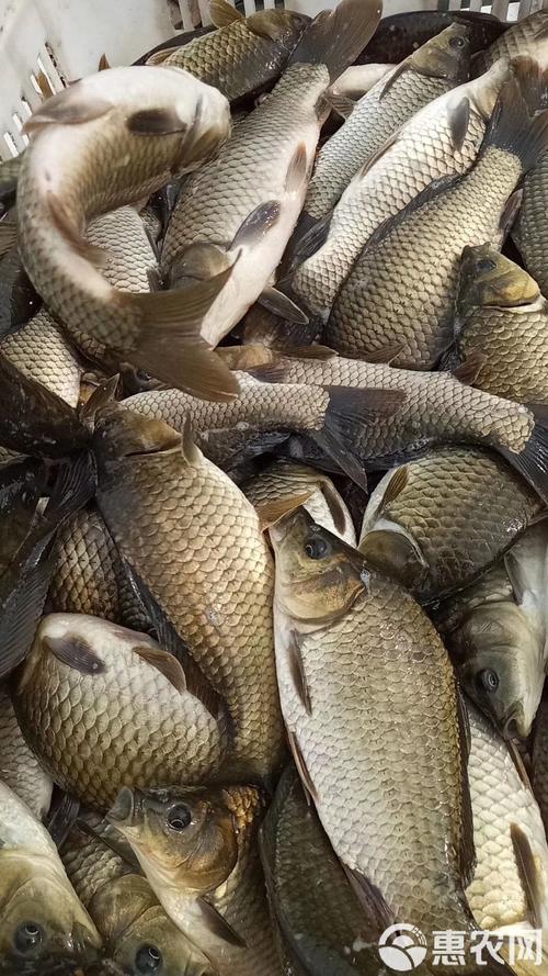 什么品种的鲫鱼长得快-图2