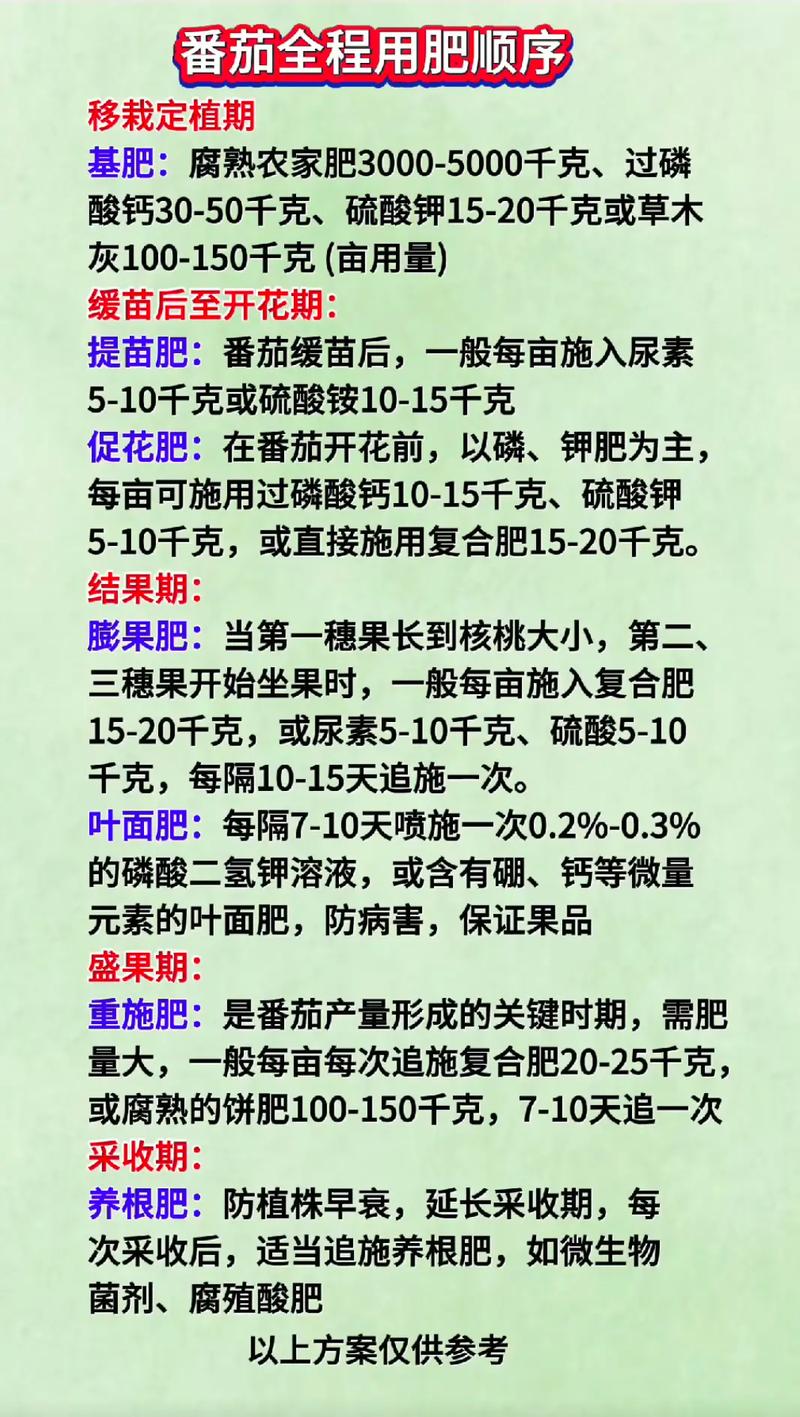 西红柿种植技术哪里学？-图3