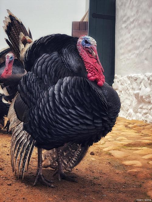 火鸡有哪些常见品种？-图1